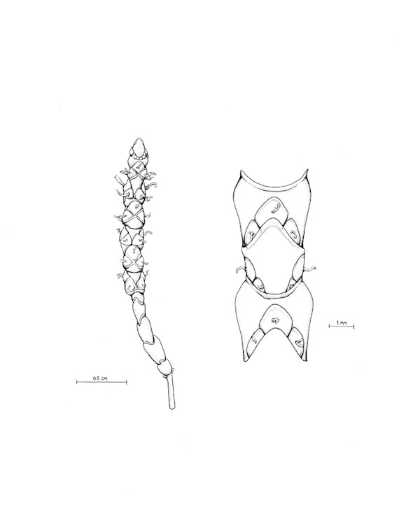 Salicornia persica iranica flowering by Robyn Palescandolo