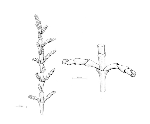 Salicornia persica iranica nodes by Robyn Palescandolo
