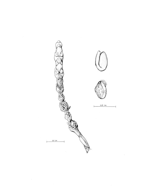 Salicornia persica iranica seed by Robyn Palescandolo