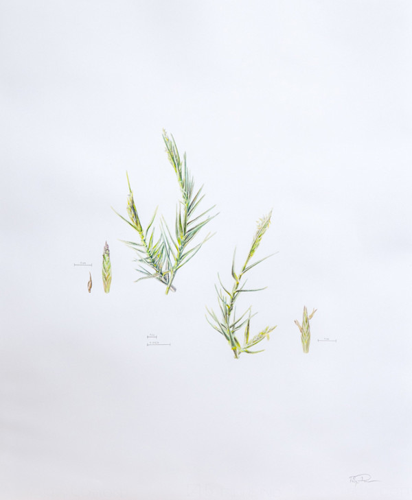 Saltgrass Illustration by Robyn Palescandolo