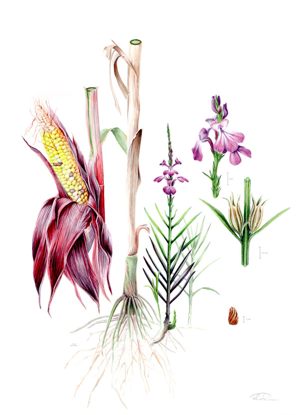 Striga hermonthica Illustration by Robyn Palescandolo
