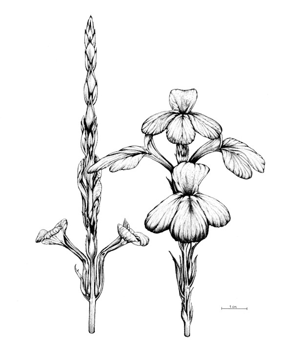 Striga hermonthica Flower by Robyn Palescandolo