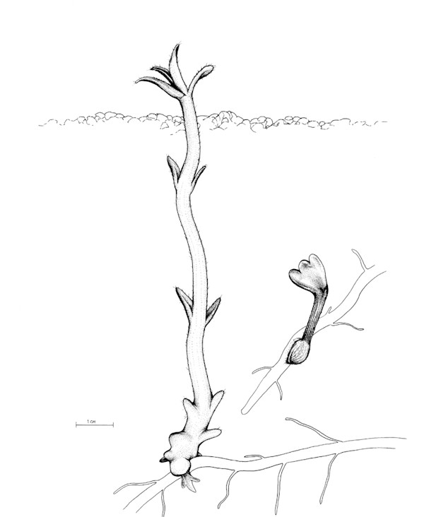 Striga hermonthica Seedling by Robyn Palescandolo