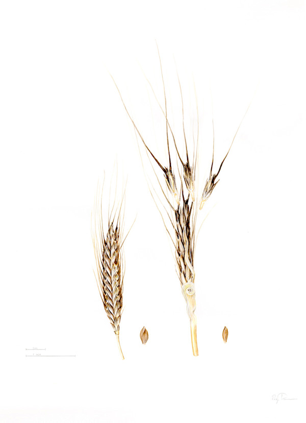 Triticum monococcum illustration by Robyn Palescandolo