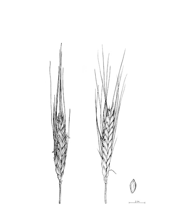 Triticum monococcum domesticated spikes by Robyn Palescandolo