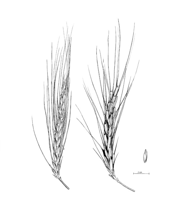 Triticum monococcum wild spikes by Robyn Palescandolo