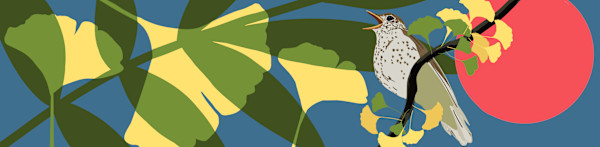 Wood Thrush among the Gingkos by Julia Kagan, Image 1.