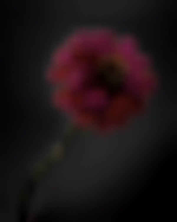 Zanie by Arthur Fields, Image 3.