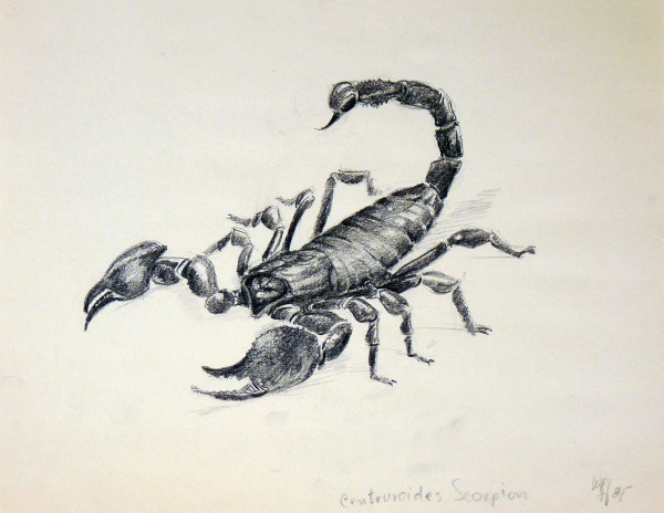 Centruroides Scorpion by Roy Hocking