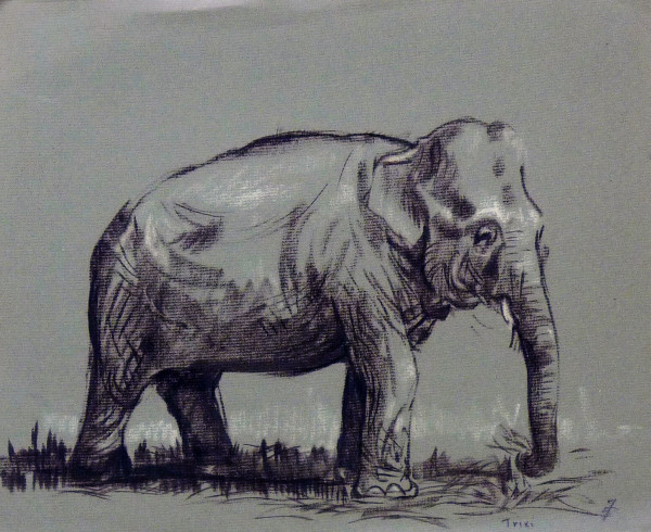 Trixi by Roy Hocking