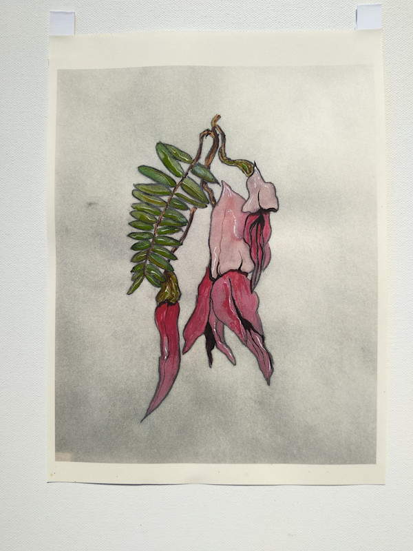 Hand Coloured Prints - Kakabeak 1   .. 24218 by Liz McAuliffe