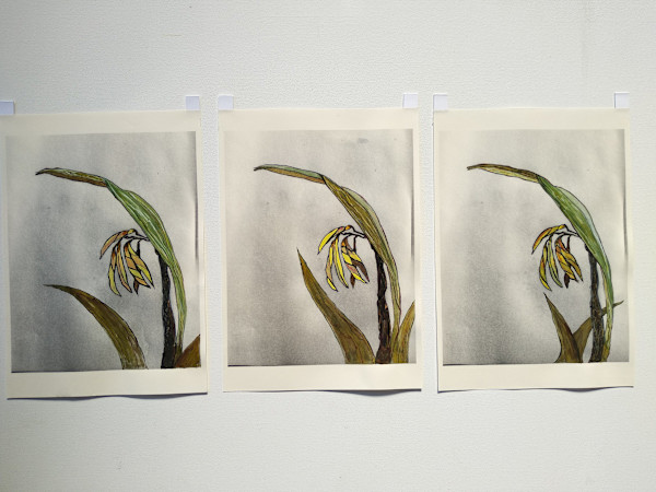 Hand Coloured Prints - Flax 1 - 3  .. 24224-24226 by Liz McAuliffe