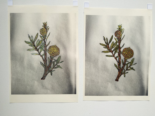 Hand Coloured Prints - Kauri1 & 2  .. 24227-24228 by Liz McAuliffe