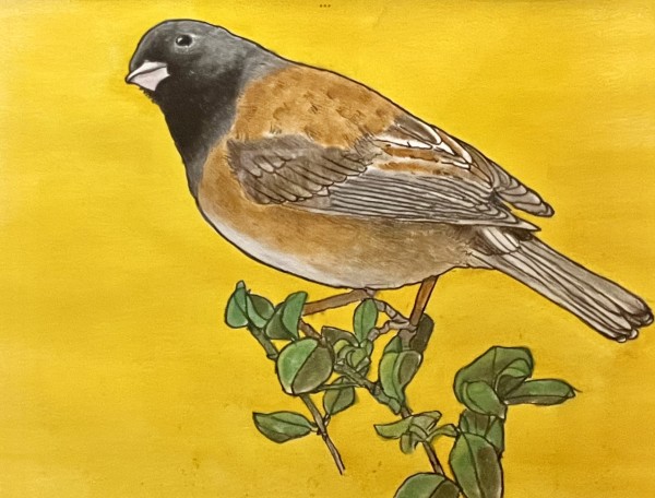 DARK-EYED JUNCO by CATHY KLUTHE