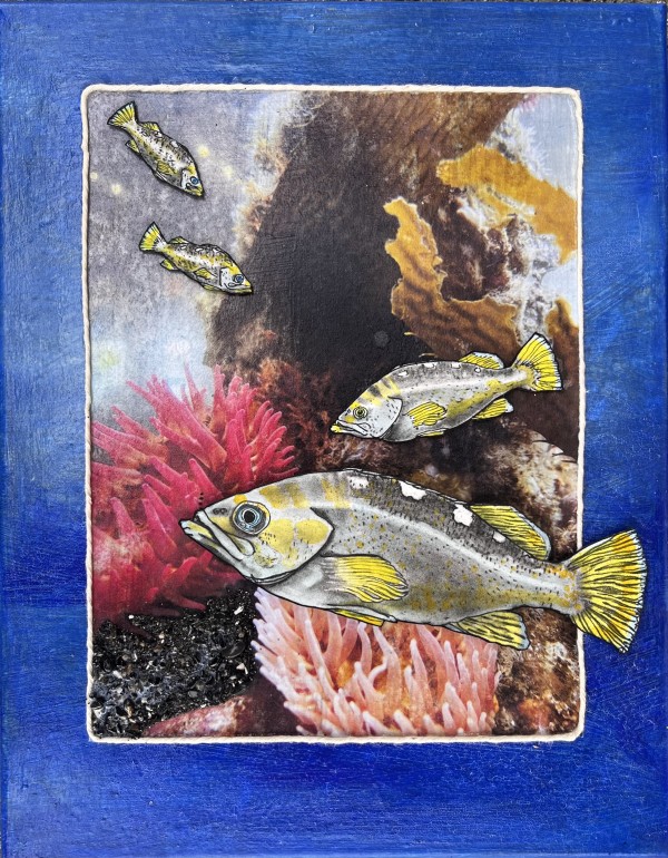 YELLOW TAILED ROCKFISH by CATHY KLUTHE