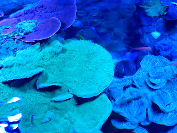 Jenkinson's Aquarium / Point Pleasant Beach Series 3 (unedited photography, limited edition of 3, displayed in a silver frame) by Michael Hanna