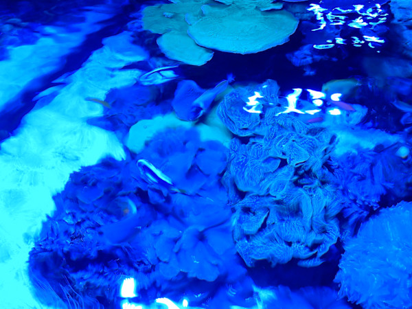 Jenkinson's Aquarium / Point Pleasant Beach Series 3 (unedited photography, limited edition of 3, displayed in a silver frame) by Michael Hanna