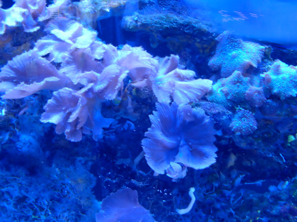 Jenkinson's Aquarium / Point Pleasant Beach Series 3 - V. 1 (unedited photography, limited edition of 3, displayed in a silver frame) by Michael Hanna