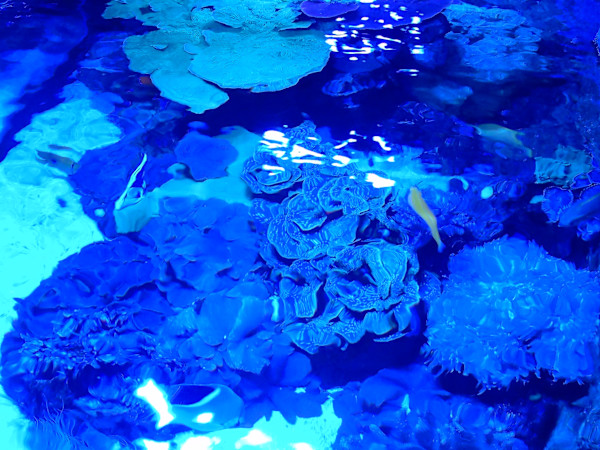 Jenkinson's Aquarium Series 4 (unedited photography, limited edition of 3, displayed in a silver frame) by Michael Hanna