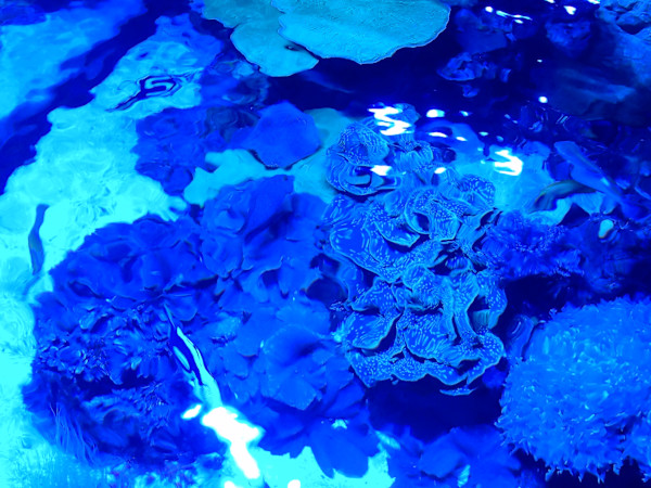 Jenkinson's Aquarium Series 4 (unedited photography, limited edition of 3, displayed in a silver frame) by Michael Hanna