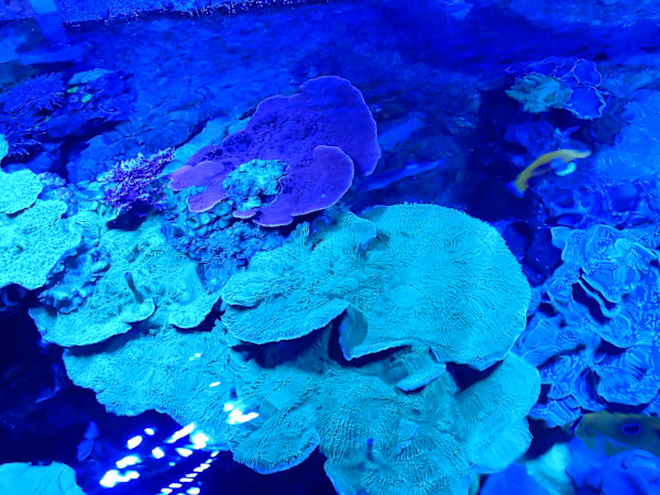 Jenkinson's Aquarium Series 4 (unedited photography, limited edition of 3, displayed in a silver frame) by Michael Hanna