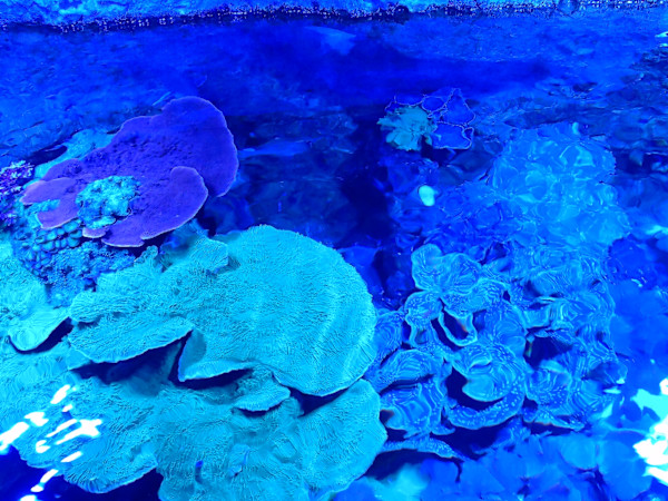 Jenkinson's Aquarium Series 4 (unedited photography, limited edition of 3, displayed in a silver frame) by Michael Hanna