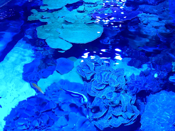 Jenkinson's Aquarium Series 4 (unedited photography, limited edition of 3, displayed in a silver frame) by Michael Hanna