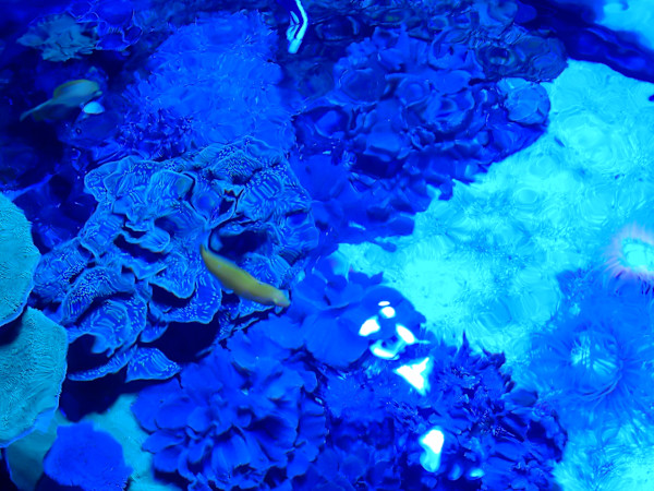 Jenkinson's Aquarium Series 4 (unedited photography, limited edition of 3, displayed in a silver frame) by Michael Hanna