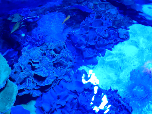 Jenkinson's Aquarium Series 4 - V. 2 (unedited photography, limited edition of 3, displayed in a silver frame) by Michael Hanna