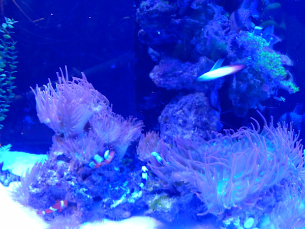 Jenkinson's Aquarium Series 4 - V. 3 (unedited photography, limited edition of 3, displayed in a silver frame) by Michael Hanna