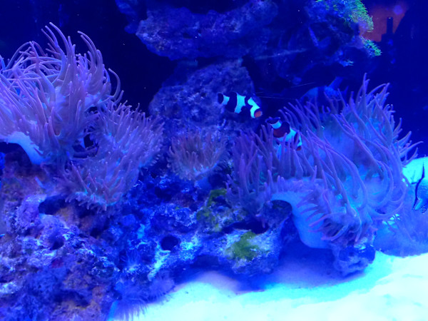 Jenkinson's Aquarium Series 4 - V. 1 (unedited photography, limited edition of 3, displayed in a silver frame) by Michael Hanna