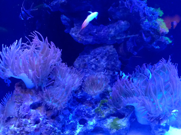 Jenkinson's Aquarium Series 4 - V. 4(unedited photography, limited edition of 3, displayed in a silver frame) by Michael Hanna