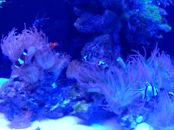 Jenkinson's Aquarium Series 4 - V. 5 (unedited photography, limited edition of 3, displayed in a silver frame) by Michael Hanna