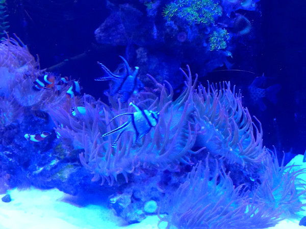 Jenkinson's Aquarium Series 4 - V. 7 (unedited photography, limited edition of 3, displayed in a silver frame) by Michael Hanna