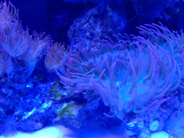 Jenkinson's Aquarium Series 4 (unedited photography, limited edition of 3, displayed in a silver frame) by Michael Hanna