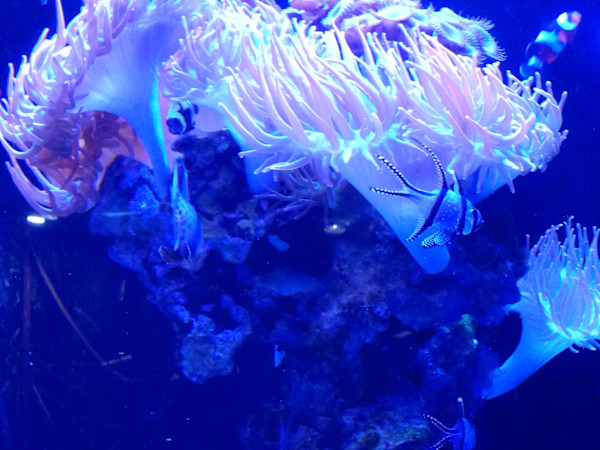 Jenkinson's Aquarium Series 4 - V. 10 (unedited photography, limited edition of 3, displayed in a silver frame) by Michael Hanna