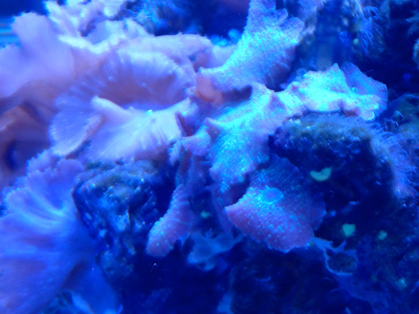 Jenkinson's Aquarium Series 4 - V. 11 (unedited photography, limited edition of 3, displayed in a silver frame) by Michael Hanna