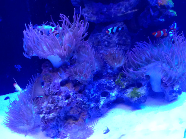 Jenkinson's Aquarium Series 4 - V. 9 (unedited photography, limited edition of 3, displayed in a silver frame) by Michael Hanna