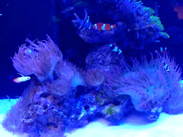 Jenkinson's Aquarium Series 4 - V. 8 (unedited photography, limited edition of 3, displayed in a silver frame) by Michael Hanna