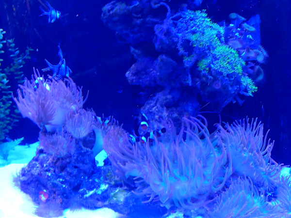 Jenkinson's Aquarium Series 4 (unedited photography, limited edition of 3, displayed in a silver frame) by Michael Hanna