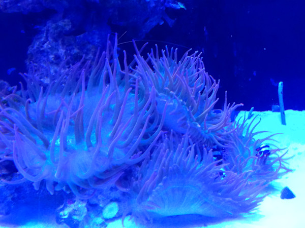 Jenkinson's Aquarium Series 4 (unedited photography, limited edition of 3, displayed in a silver frame) by Michael Hanna