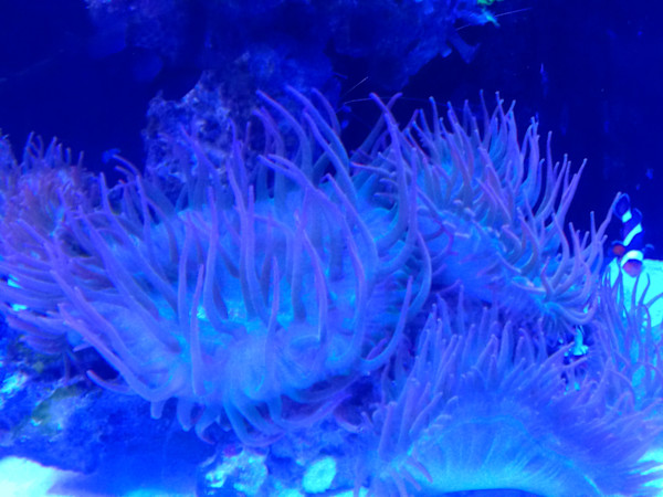 Jenkinson's Aquarium Series 4 (unedited photography, limited edition of 3, displayed in a silver frame) by Michael Hanna