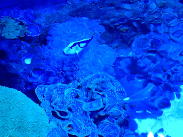 Jenkinson's Aquarium Series 4 (unedited photography, limited edition of 3, displayed in a silver frame) by Michael Hanna