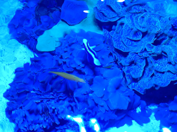 Jenkinson's Aquarium Series 4 (unedited photography, limited edition of 3, displayed in a silver frame) by Michael Hanna