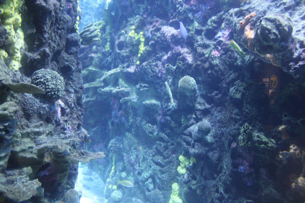 Tennessee Aquarium Series 1 (unedited photography, limited edition of 3, displayed in a silver frame) by Michael Hanna