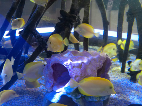 Jenkinson's Aquarium Series 2 (unedited photography, limited edition of 3, displayed in a silver frame) by Michael Hanna