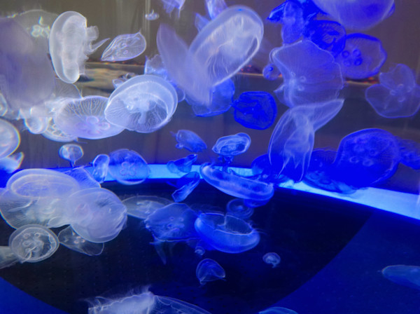 Jenkinson's Aquarium Series 2 (unedited photography, limited edition of 3, displayed in a silver frame) by Michael Hanna