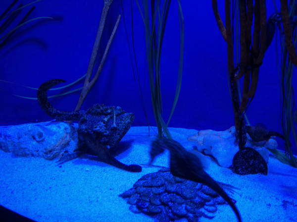 Camden, New Jersey - Adventure Aquarium - Series 1 -11/17/2025 (unedited photography, limited edition of 3, displayed in a silver frame) by Michael Hanna