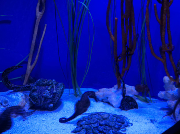 Camden, New Jersey - Adventure Aquarium - Series 1 -11/17/2025 (unedited photography, limited edition of 3, displayed in a silver frame) by Michael Hanna