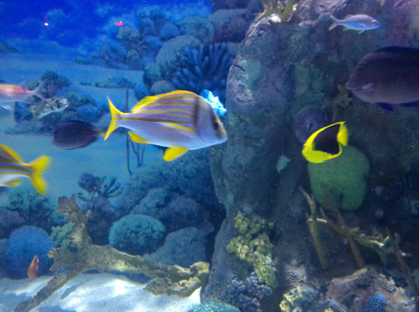 Jenkinson's Aquarium / Point Pleasant Beach Series 1 (unedited photography, limited edition of 3, displayed in a silver frame) by Michael Hanna